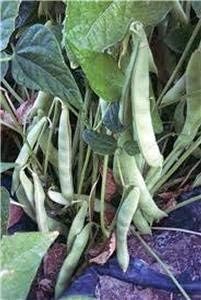 Pole Bean Phaseolus vulgaris for planting in vegetable patch